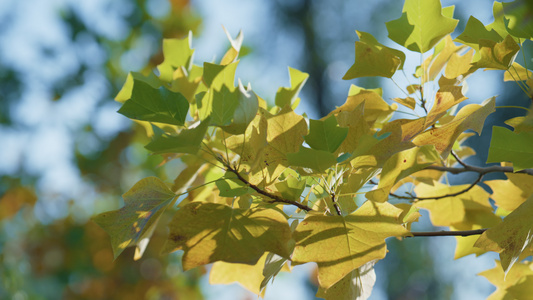 枫树生长在秋天公园阳光明媚的日子视频