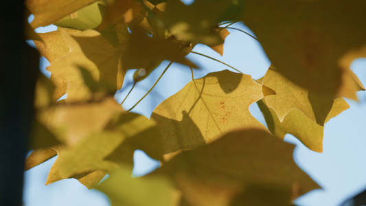 郁郁葱葱的金色枫树生长在秋天的森林里视频