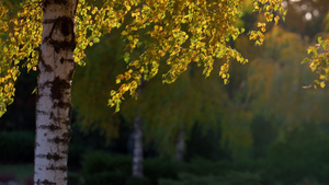 黄色的树叶在户外摇曳着明亮的阳光16秒视频