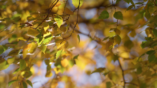 白桦树枝在秋日的风中摇曳视频