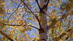 五颜六色的叶子桦树秋天时间14秒视频