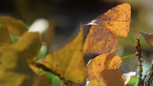 秋天公园里的特写金叶桦树视频