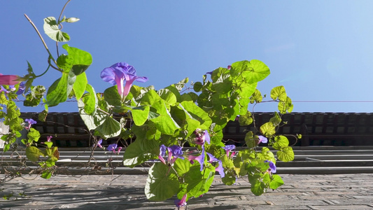 牵牛花唯美空镜视频