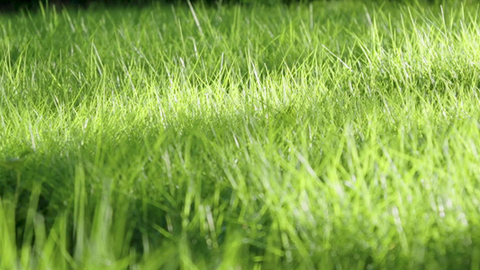 意境草地阳光草坪绿色光影视频