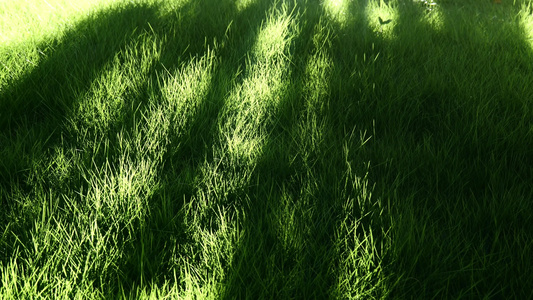 意境草地阳光草坪绿色光影视频