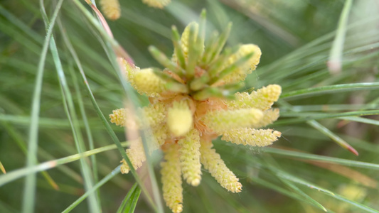 松花粉微距松针植物松子松花视频