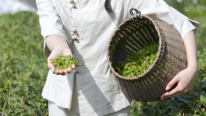 4k采茶手捧茶篓茶叶展示11秒视频