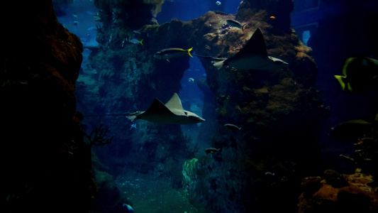 各种鱼类在黑暗的大水族馆游泳视频