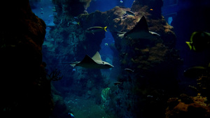 各种鱼类在黑暗的大水族馆游泳32秒视频