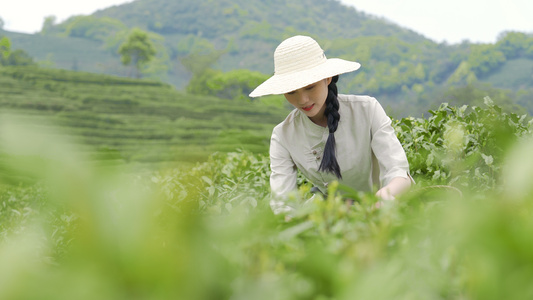 4k茶农采毛峰茶龙井茶[茶工]视频