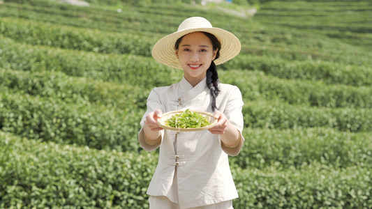 4k茶山采茶女手拿茶叶视频