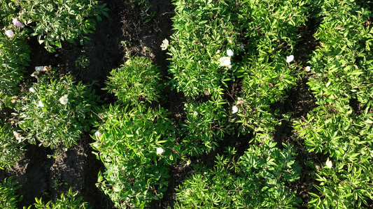 航拍中草药种植基地视频