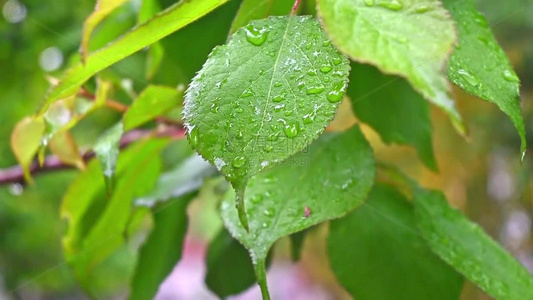 雨后绿意盎然的青梅树叶果实特写视频