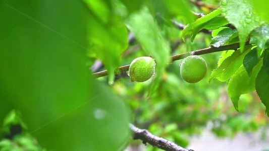 雨后绿意盎然的青梅树叶果实特写视频