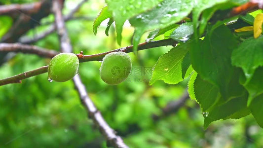 雨后绿意盎然的青梅树叶果实特写视频