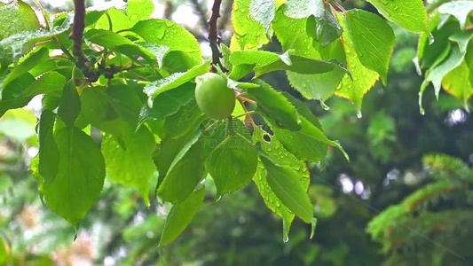 雨后绿意盎然的青梅树叶果实特写视频