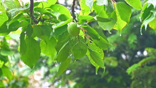 雨后绿意盎然的青梅树叶果实特写视频