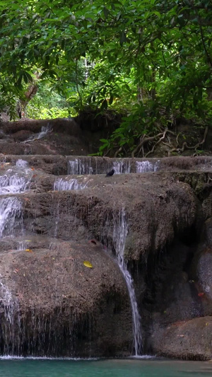热带雨林森林里的瀑布实拍含声音40秒视频