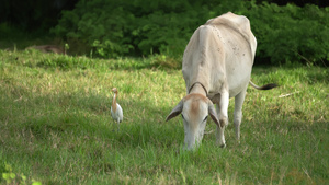 牧场上吃草的牛15秒视频