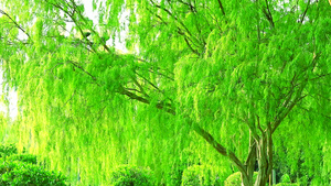 柳树和浅绿叶在花园中随风摇摆41秒视频