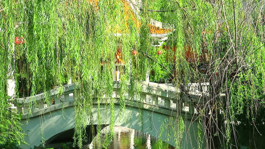 混凝土桥风格和花柳在花园中摇摆1视频