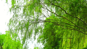 在花园里的柳树和浅绿叶20秒视频