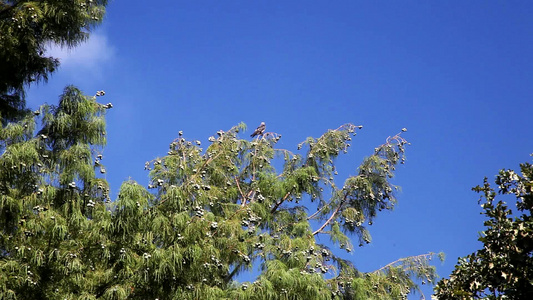 树上的Missisippi风筝mictiniamississsipspiensis视频