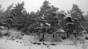 雪从松树冬季风景中落下10秒视频