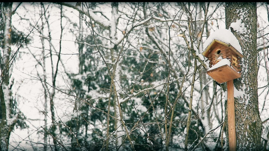 在雪覆盖的森林公园上吊鸟屋为林鸟hd视频