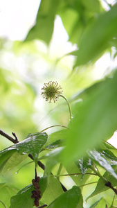 春天雨季万物生长树叶抽新芽自然声音视频