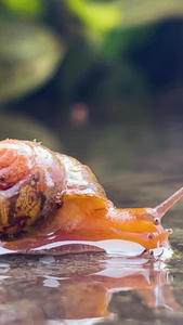 实拍雨后爬行的蜗牛软体动物视频