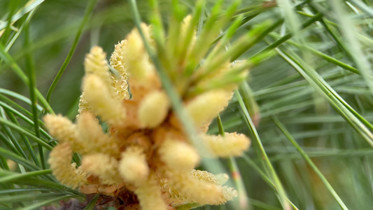 微距松针植物松子松花视频