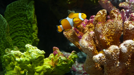 水族馆珊瑚附近的小丑鱼小型小丑鱼在水族馆水中黑色背景视频