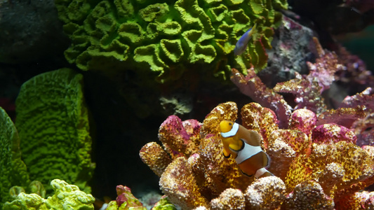 水族馆珊瑚附近的小丑鱼小型小丑鱼在水族馆水中黑色背景视频