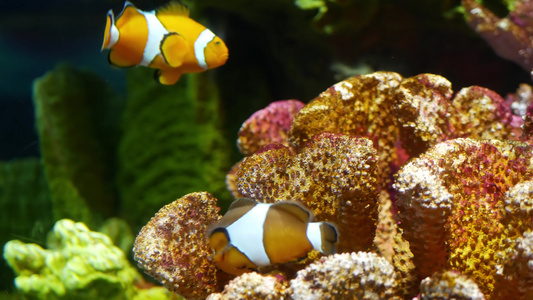 水族馆珊瑚附近的小丑鱼小型小丑鱼在水族馆水中黑色背景视频