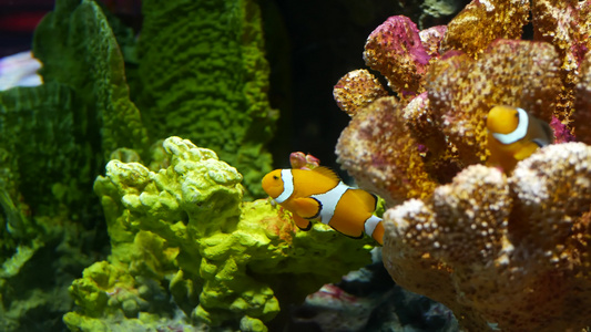 水族馆珊瑚附近的小丑鱼小型小丑鱼在水族馆水中黑色背景视频