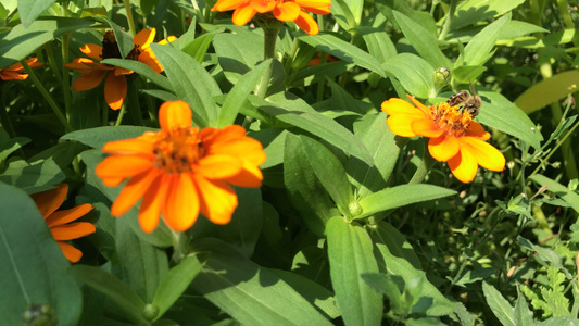 辛尼娅angustifolia花朵视频