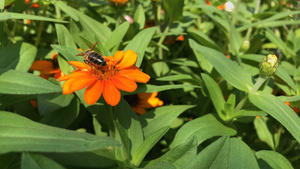 辛尼亚安古斯蒂夫利雅花朵上的蜜蜂8秒视频