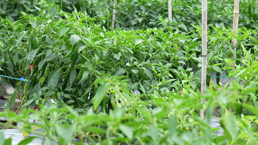 辣椒种植实拍视频