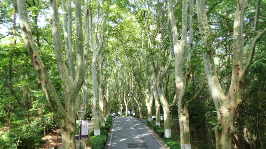 航拍南京中山陵风景区梧桐树林和道路视频