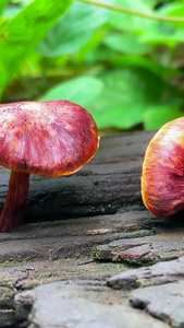 实拍朽木上生长的红色蘑菇视频