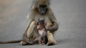 在荒野中的猴子妈妈和猴子宝宝26秒视频