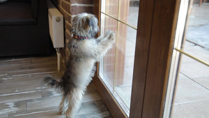 一只小狗在门窗里叫10秒视频