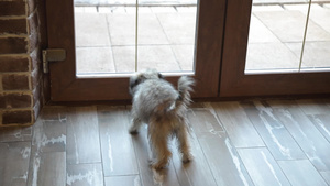 一只小狗在门窗里叫12秒视频