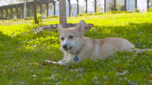 一条狗Corgi咬一根棍子视频