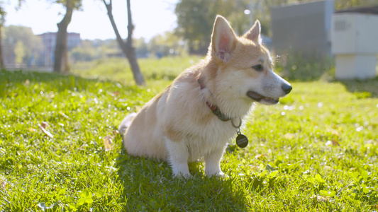 坐在草地上的可爱的科吉狗视频