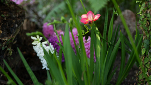美国加利福尼亚州森林中的小小苍兰风信子紫色花春天的13秒视频