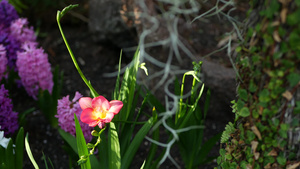 美国加利福尼亚州森林中的小小苍兰风信子紫色花春天的11秒视频