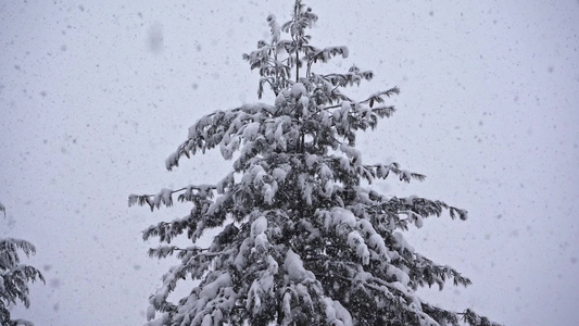 在大雪降下时被锁在一棵长青的树上视频