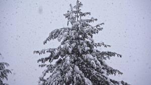 在大雪降下时被锁在一棵长青的树上8秒视频